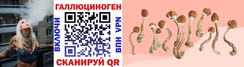 Купить где  Лодейное Поле  Галлюциногенные грибы Psilocybe 